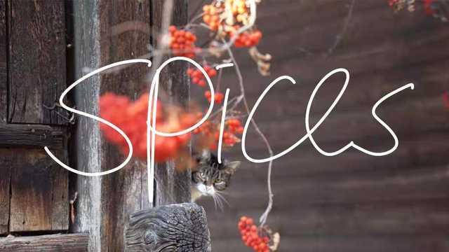 09 什么香水可以让生活过得像猫?｜辛香料香水（Spices）